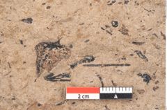 Foto (Detailansicht) von Araucaria sternbergii Goeppert (NHMW-GEO-2024-0188-8278)
